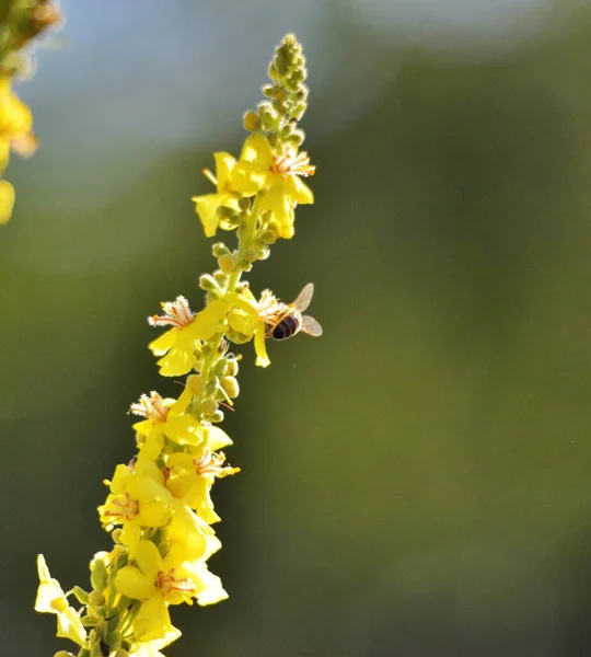 Biene Auf Blume Sommermorgen Geschossen Naturkonzept — Stockfoto