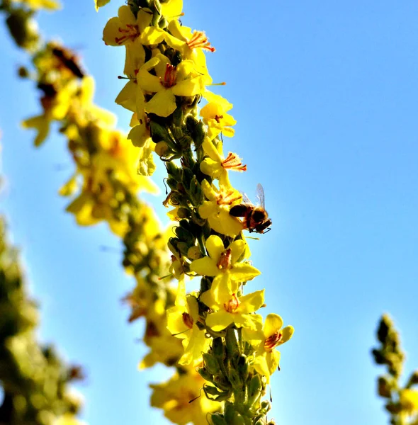 Biene Auf Blume Sommermorgen Geschossen Naturkonzept — Stockfoto