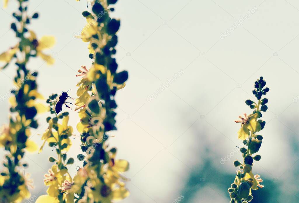Bee on flower, summer mornig shot , nature concept