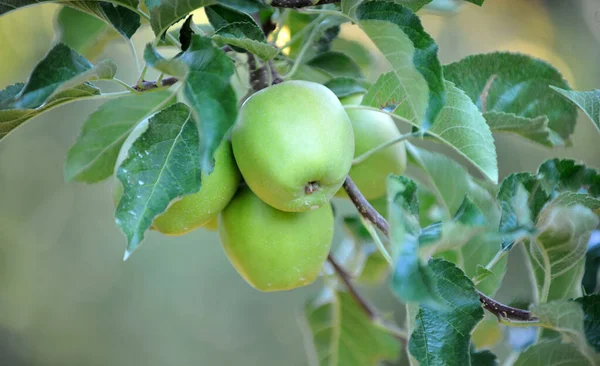 Jabłka Drzewie Sadzie Latem — Zdjęcie stockowe
