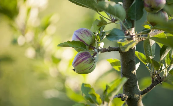 Almák Egy Fán Egy Gyümölcsösben Nyáron — Stock Fotó