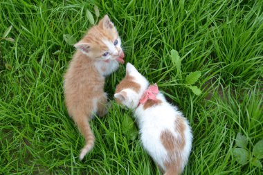 Sevimli sarı beyaz kedi. Kırmızı kravatlı sokak kedisi..