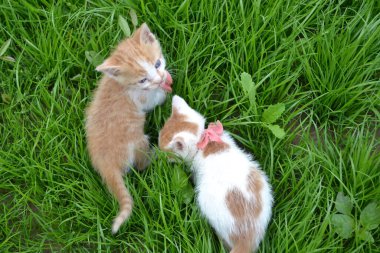 Sevimli sarı beyaz kedi. Kırmızı kravatlı sokak kedisi..