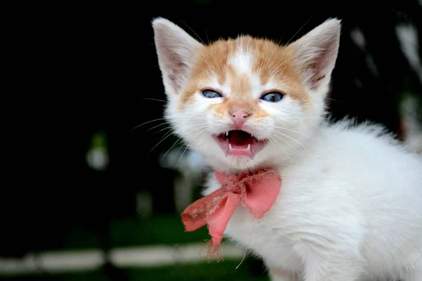 Niedliche Gelb Weiße Farbe Kätzchen Streunende Katze Mit Roter Krawatte — Stockfoto