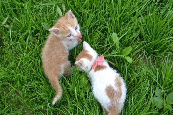 Sevimli sarı beyaz kedi. Kırmızı kravatlı sokak kedisi..
