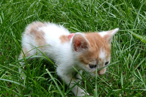 Sevimli Sarı Beyaz Kedi Kırmızı Kravatlı Sokak Kedisi — Stok fotoğraf