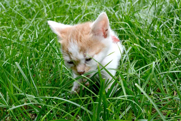 Niedliche Gelb Weiße Farbe Kätzchen Streunende Katze Mit Roter Krawatte — Stockfoto