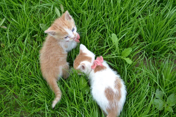 Sevimli sarı beyaz kedi. Kırmızı kravatlı sokak kedisi..