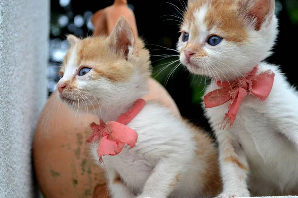 Lindo Amarillo Blanco Color Gatito Callejero Gato Con Rojo Corbata — Foto de Stock