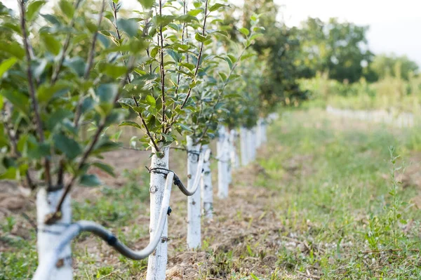 Huerto Manzanas Con Árboles Injertados Protegidos Con Mezcla Burdeos — Foto de Stock