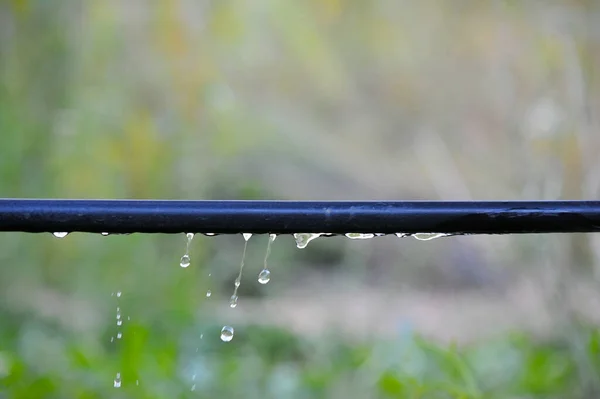 Waterdrops Black Pvc Watering Pipe — Stock Photo, Image