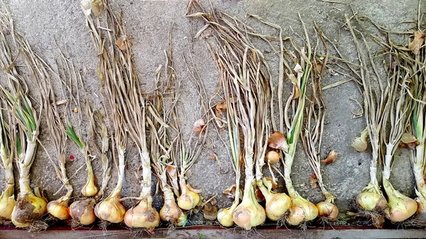 乾燥した有機野菜に小屋の玉ねぎ — ストック写真