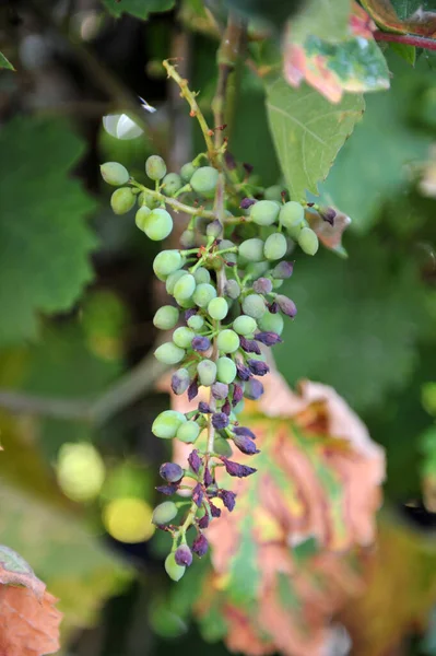 Unripe Bunches Grapes Leaves Morning Sun Image — Stock Photo, Image