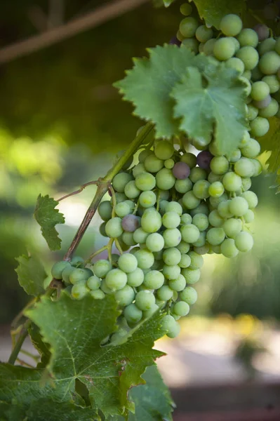 Grappes Non Mûres Raisins Feuilles Dans Image Soleil Matin — Photo