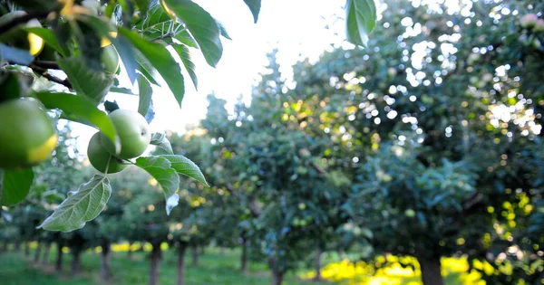 Huerto Manzanas Con Manzanas Maduras Los Árboles Mediados Agosto — Foto de Stock