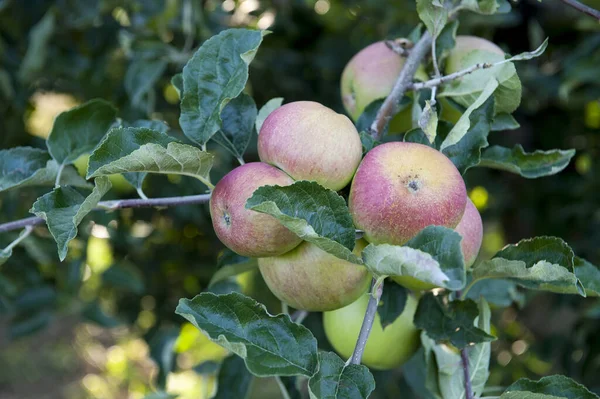 Sad Jabłkowy Dojrzewającymi Jabłkami Drzewach Środku Sierpnia — Zdjęcie stockowe