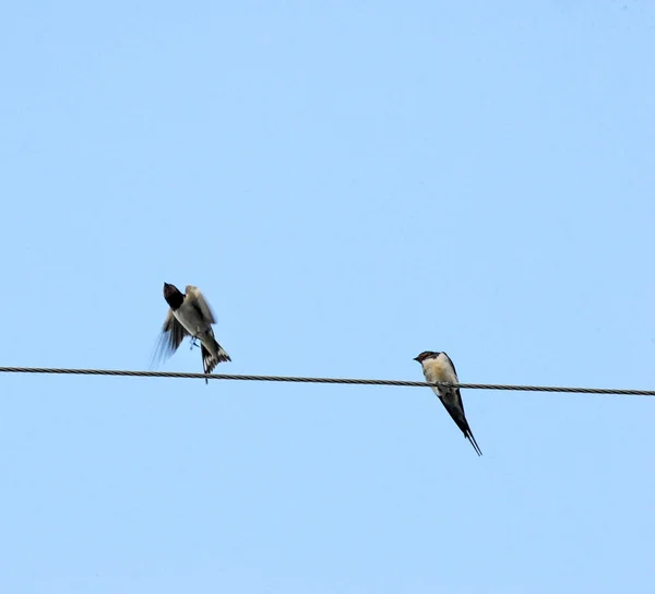 Two Barn Swallows Hirundo Rustica Cables Image — Stock Photo, Image