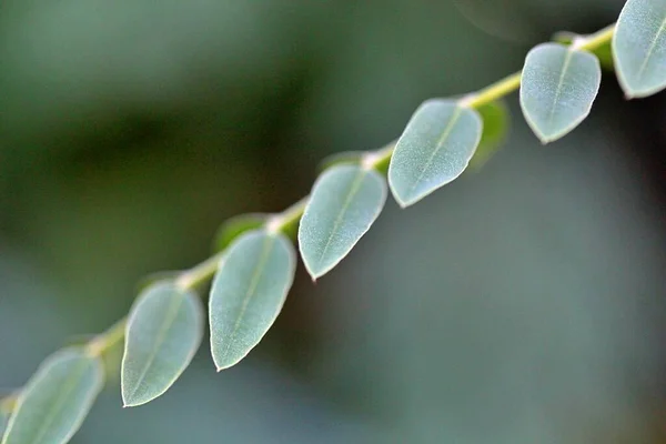 Las Hojas Acacia Verano Dof Poco Profundo — Foto de Stock