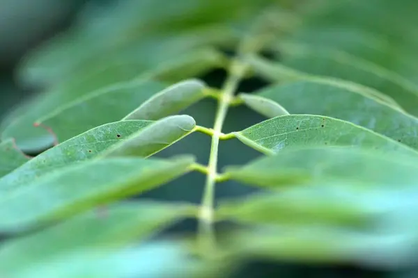 Las Hojas Acacia Verano Dof Poco Profundo — Foto de Stock