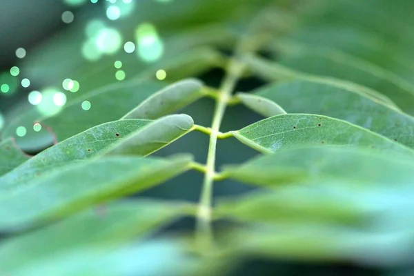 Las Hojas Acacia Verano Dof Poco Profundo — Foto de Stock