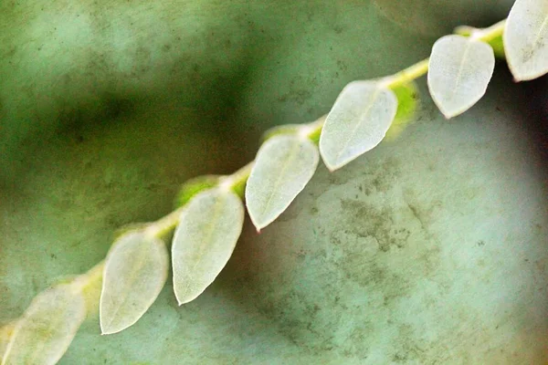 Las Hojas Acacia Verano Dof Poco Profundo —  Fotos de Stock