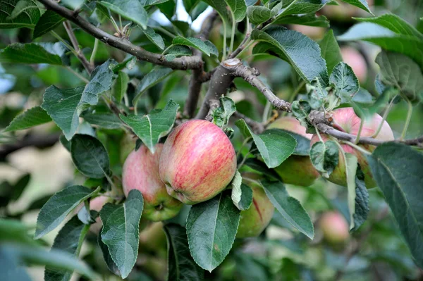 Sad Jabłkowy Dojrzałymi Jabłkami Drzewach Gotowy Zbioru — Zdjęcie stockowe