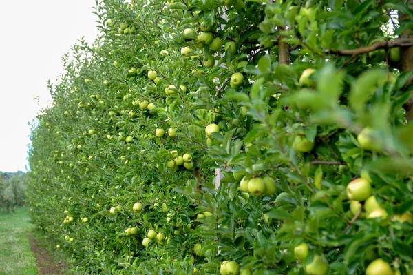 Яблучний Сад Стиглими Яблуками Деревах Готовий Збирання — стокове фото