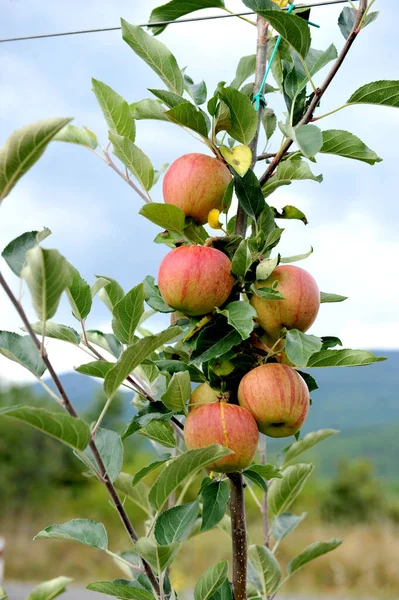 苹果园 树上有成熟的苹果 准备收割 图库照片