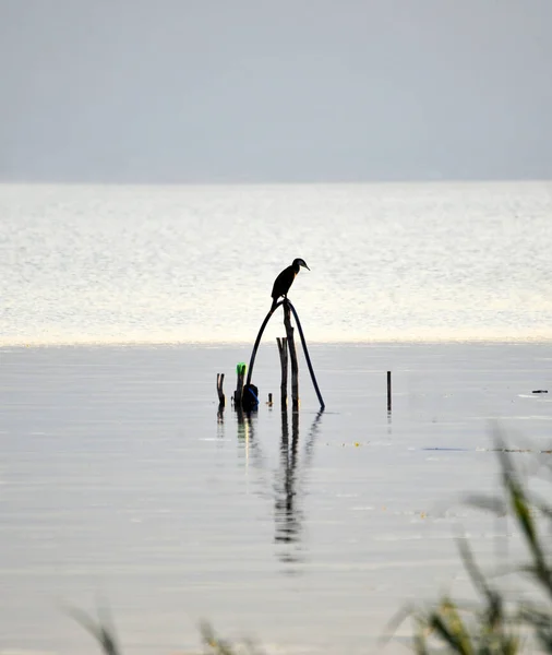 Foto Corvo Marinho Aves Lago Prespa Macedônia — Fotografia de Stock