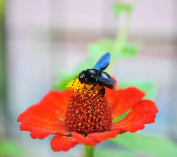 Carpenter Bee or Black bee or Violet Carpenter Bee on a gerbera flower image