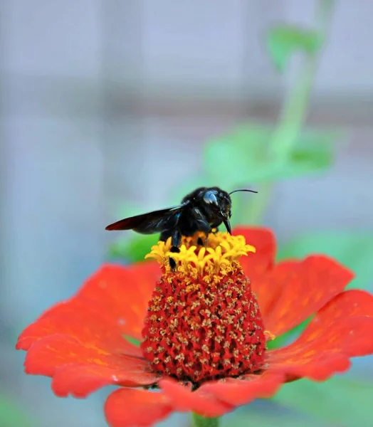 Carpenter Bee or Black bee or Violet Carpenter Bee on a gerbera flower image