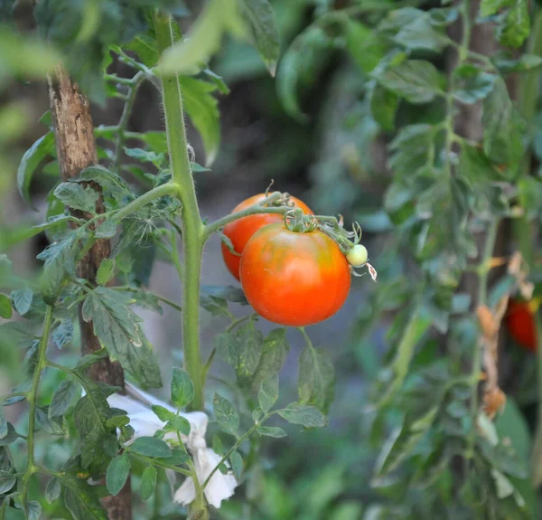 Jardim Maduro Tomates Caseiros Orgânicos Prontos Para Escolher Imagem — Fotografia de Stock