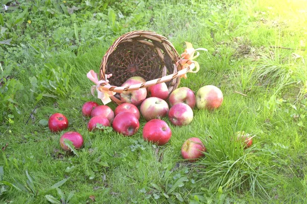 Biologische Appels Gieten Uit Decoratieve Basket Orchard Garden Afbeelding — Stockfoto