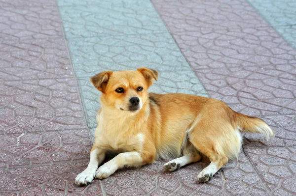 Sokakta terk edilmiş sevimli evsiz köpek..