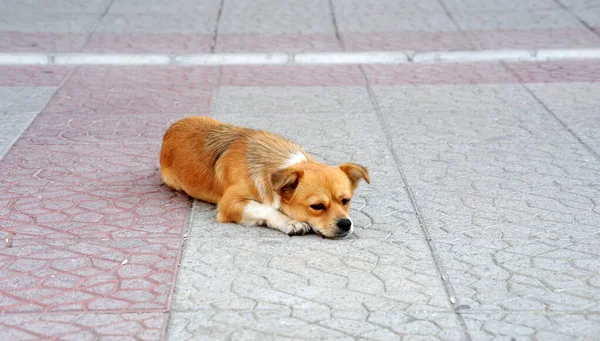 Bonito Abandonado Sem Teto Cão Vadio Pavimento Rua — Fotografia de Stock
