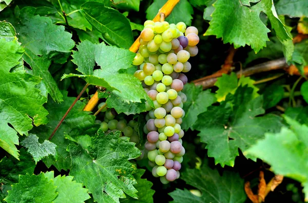 Grape Ripening Middle September Image — Stock Photo, Image