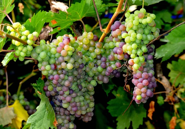 9月中旬葡萄成熟的图像 免版税图库照片