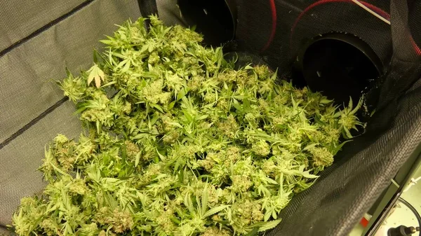 Marihuana Cannabis Bolsas Listas Para Secar Laboratorio Legal — Foto de Stock