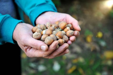 Elinde organik fındık tutan orta yaşlı bir kadın.