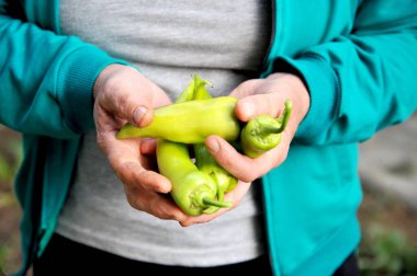 Taze toplanmış yeşil biberli dişi çiftçi elleri