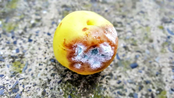 Jamur menyerang persik. buah busuk — Stok Foto