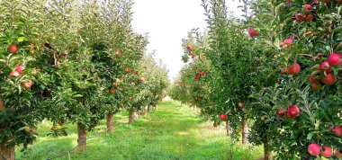 Ekim ayında elma bahçesi hasat için hazır.