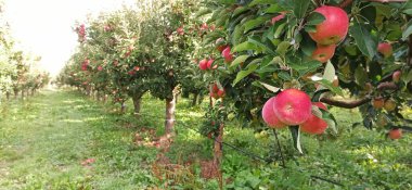 Meyve bahçesinde elma ağaçları, kırmızı elmalar hasat için hazır.