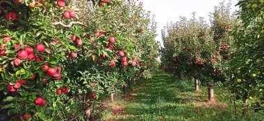 Meyve bahçesinde elma ağaçları, kırmızı elmalar hasat için hazır.