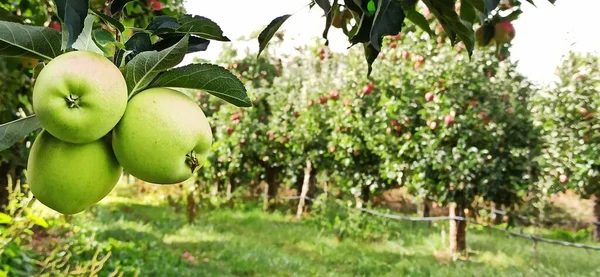 Apple Trees Orchard Red Apples — Stock Photo, Image