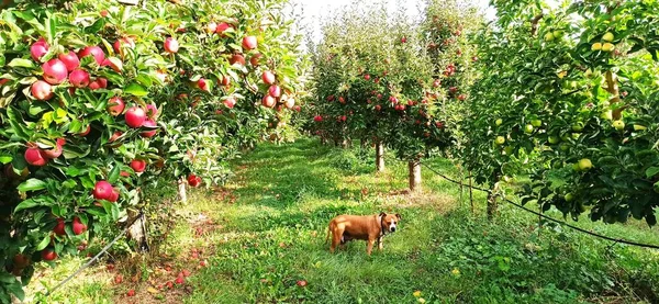果樹園のスタッフ犬は画像を収穫する準備ができて — ストック写真