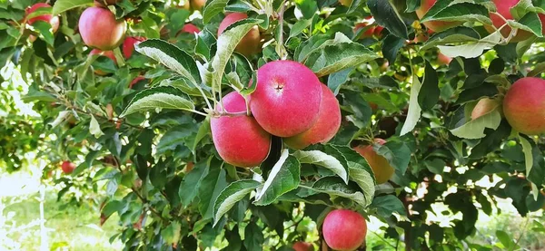 Äppelträd Fruktträdgård Med Röda Äpplen Redo För Skörd — Stockfoto