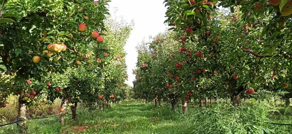 Frutteto Mele Ottobre Pronto Vendemmia — Foto Stock