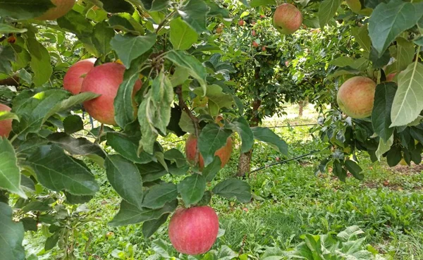 Ekim Ayında Elma Bahçesi Hasat Için Hazır — Stok fotoğraf