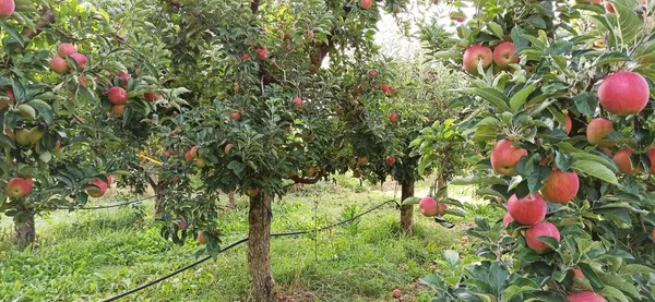 Huerto Manzanas Octubre Listo Para Cosechar — Foto de Stock